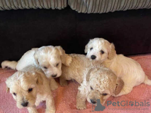 Photo №1. non-pedigree dogs - for sale in the city of Bucharest | 317$ | Announcement № 70066