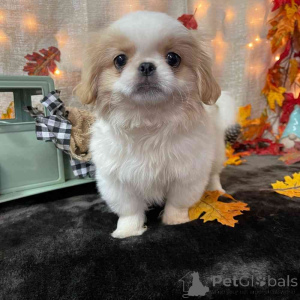 Photo №1. pekingese - for sale in the city of Wels | 361$ | Announcement № 170139