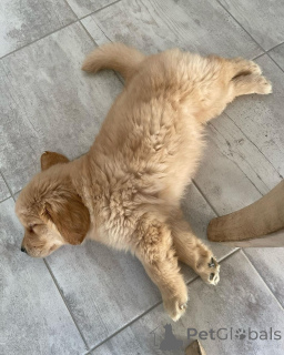 Photo №2 to announcement № 139208 for the sale of golden retriever - buy in Greece breeder