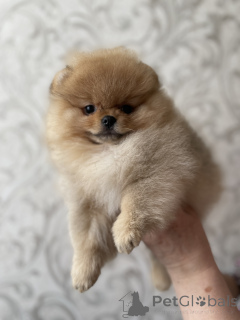 Photo №4. I will sell pomeranian in the city of Tashkent.  - price - 1000$