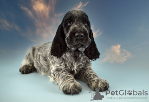 Photo №2 to announcement № 41053 for the sale of english cocker spaniel - buy in Russian Federation from nursery