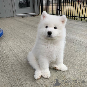 Photo №1. samoyed dog - for sale in the city of Skellefteå | 929$ | Announcement № 168436