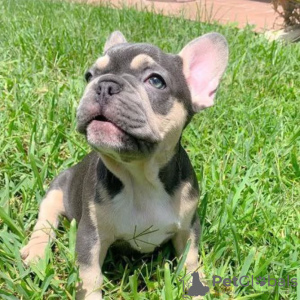 Photo №1. french bulldog - for sale in the city of Chemnitz | 380$ | Announcement № 127363