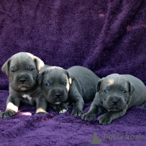 Photo №4. I will sell cane corso in the city of Kherson. private announcement - price - negotiated