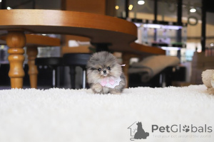 Photo №4. I will sell pomeranian in the city of Augusta. breeder - price - Is free