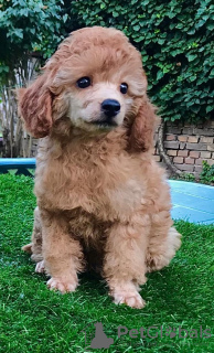 Photo №3. Poodle puppy. Serbia