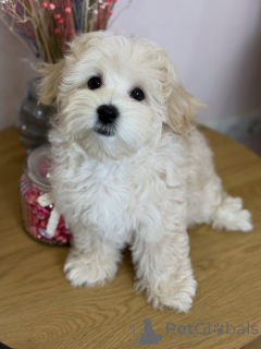 Photo №3. Meet Milo a bundle of love, laughter, and endless cuddles!. Germany