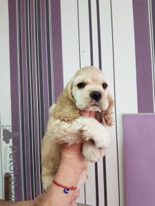 Photo №2 to announcement № 89317 for the sale of american cocker spaniel - buy in Russian Federation private announcement