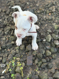 Photo №3.  American Pit Bull Terrier Puppy Available for Adoption! . Greece