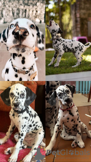 Photo №2 to announcement № 63553 for the sale of dalmatian dog - buy in Uzbekistan private announcement