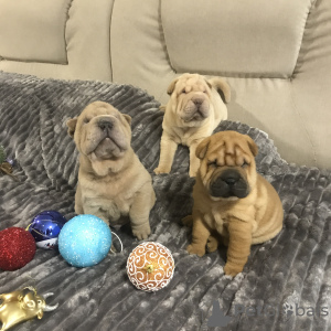 Photo №1. shar pei - for sale in the city of Zaporizhia | 423$ | Announcement № 8576