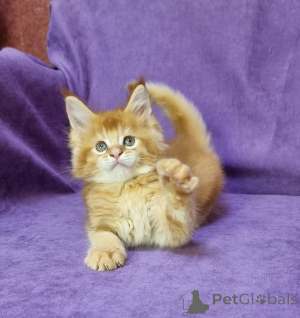 Photo №3. Unsere Jungs ziehen diese Tiere mit dem sanftesten Charakter groß. Umzugsfertig,. Germany