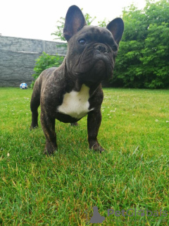 Additional photos: French Bulldog puppies for sale urgently
