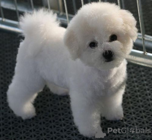 Photo №1. bichon frise - for sale in the city of Брисбен | negotiated | Announcement № 10042