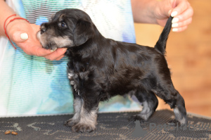 Photo №2 to announcement № 51591 for the sale of schnauzer - buy in Latvia breeder