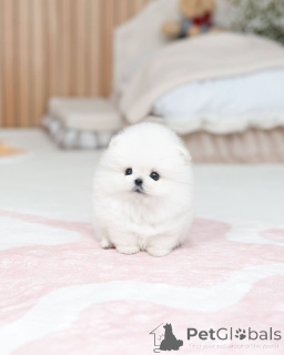 Photo №2 to announcement № 174645 for the sale of pomeranian - buy in Czech Republic breeder