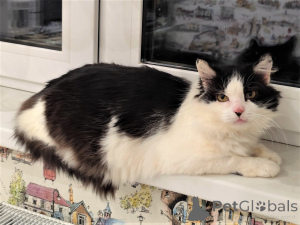 Photo №2 to announcement № 165784 for the sale of  - buy in Belarus private announcement