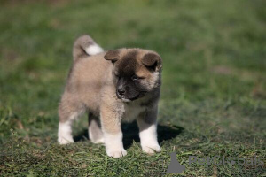 Photo №1. akita - for sale in the city of Stockholm | Is free | Announcement № 169767