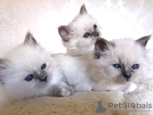 Photo №1. birman - for sale in the city of Дрезден | 592$ | Announcement № 123159