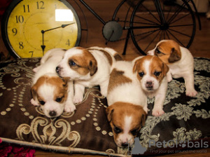 Photo №3. Jack Russell puppies for sale. Russian Federation