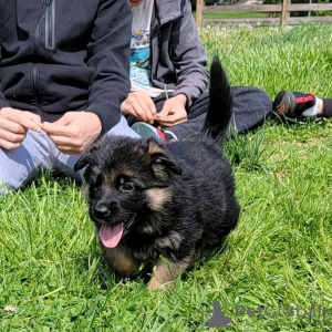 Photo №3. Adorable toilet trained German shepherd. Germany