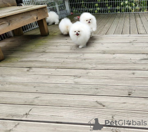 Photo №2 to announcement № 117681 for the sale of german spitz, pomeranian - buy in Germany 