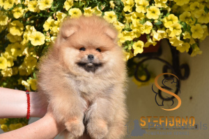 Photo №4. I will sell pomeranian in the city of Loznica. breeder - price - negotiated