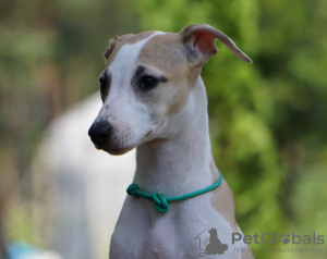 Additional photos: whippet