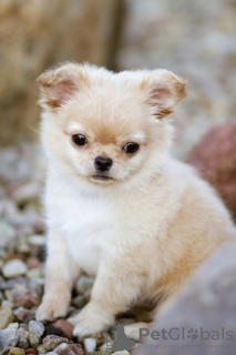Photo №1. chihuahua - for sale in the city of Brest | 600$ | Announcement № 8075