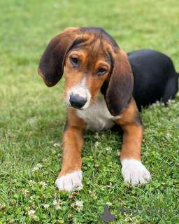 Photo №1. finnish hound - for sale in the city of ALAVUS | 516$ | Announcement № 169112