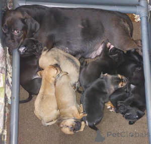 Photo №1. puggle - for sale in the city of Bari | negotiated | Announcement № 172910