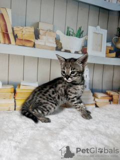 Photo №1. savannah cat - for sale in the city of Штутгарт | 158$ | Announcement № 123678