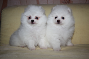 Photo №1. pomeranian - for sale in the city of Minsk | 500$ | Announcement № 5190
