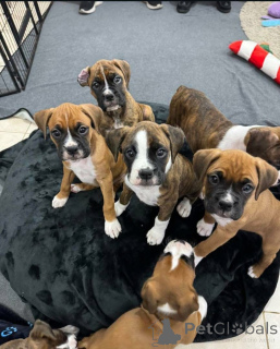 Photo №3. Boxer lovers know theres nothing like the joy of coming home to a Boxer This. Canada