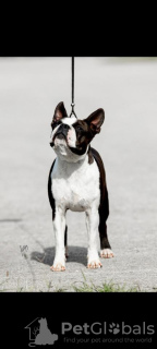 Additional photos: Boston terriers