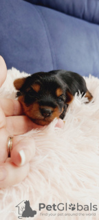 Photo №3. Delightful pure bred Yorkie puppies .. United States