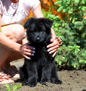 Photo №2 to announcement № 6526 for the sale of  - buy in Ukraine breeder