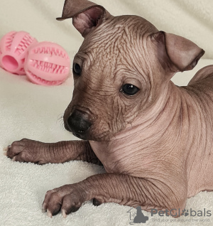 Photo №2 to announcement № 17912 for the sale of mexican hairless dog - buy in Ukraine from nursery, breeder