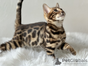 Additional photos: Gorgeous Bengal boy for breeding