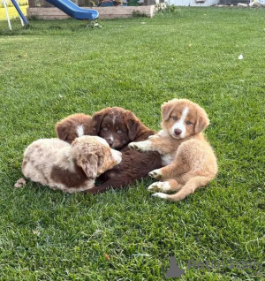 Photo №2 to announcement № 175985 for the sale of australian shepherd - buy in Germany private announcement