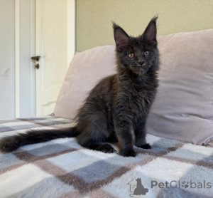 Photo №2 to announcement № 155698 for the sale of maine coon - buy in Belgium private announcement
