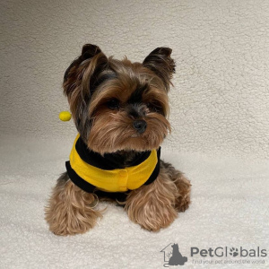 Photo №1. yorkshire terrier - for sale in the city of Paris | negotiated | Announcement № 78268