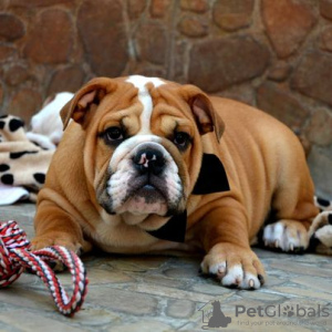 Photo №3. English bulldog. Serbia