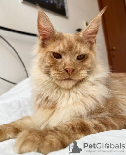 Additional photos: Maine coon