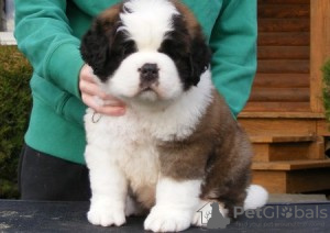 Photo №1. st. bernard - for sale in the city of Irvine | Is free | Announcement № 124119