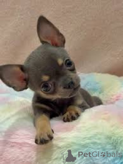 Photo №3. Chihuahua-puppy's te koop. Belgium