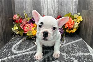 Photo №4. I will sell french bulldog in the city of Coromandel. private announcement - price - negotiated