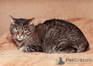 Photo №3. Tabby cat Arthur is looking for a home.. Russian Federation