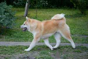Photo №4. I will sell akita in the city of Khmelnitsky. from nursery - price - 546$