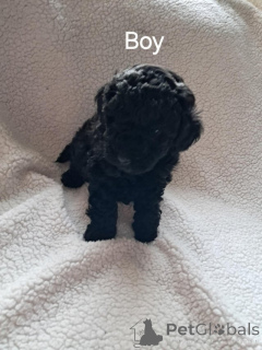 Photo №2 to announcement № 172464 for the sale of poodle (toy) - buy in Greece private announcement